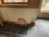 Water Damage in Walkway